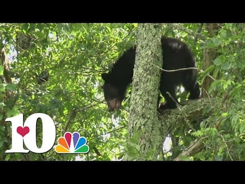 Black bear sightings increase across Smokies
