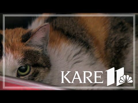 Long, strange trip: Cat survives three week journey from China