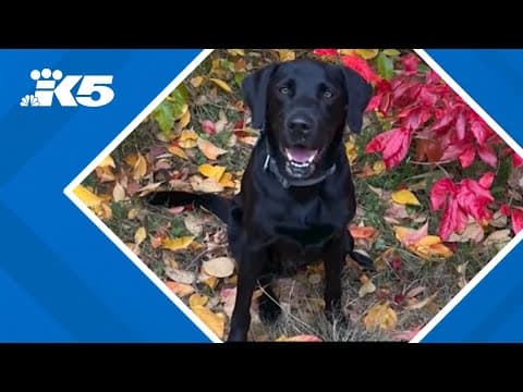 Man accused of beating dog to death at Seattle doggy daycare facility pleads not guilty