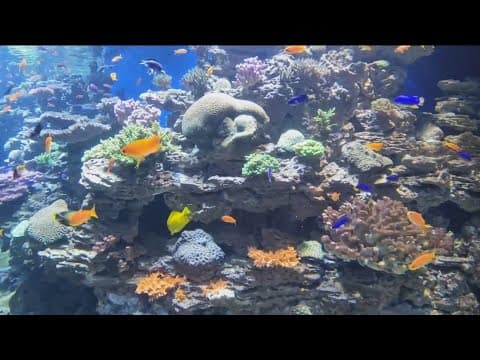 Birch Aquarium unveils new coral exhibit with over 35 species