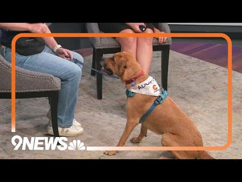 Walter is a sweet pup looking for a forever home!