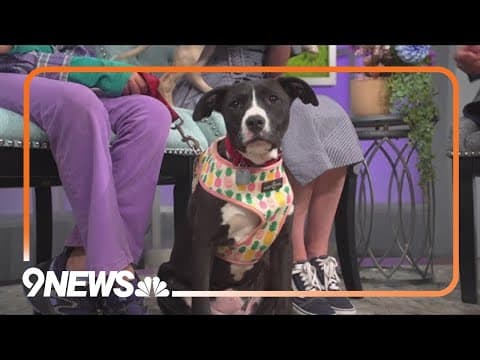 Sweet lab mix Ollie May needs a loving home