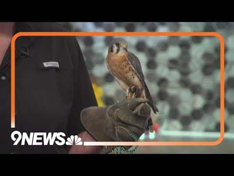 Royal Gorge Bridge partners with Nature’s Educators to host free flight bird shows