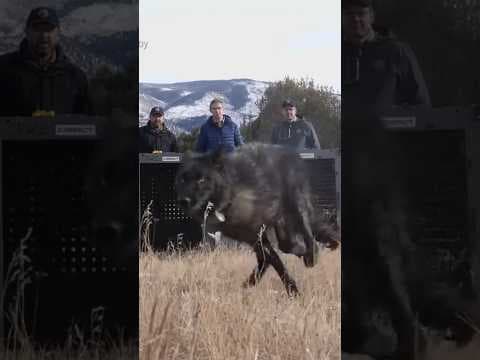 5 wolves released by wildlife officials into Colorado mountains in reintroduction program