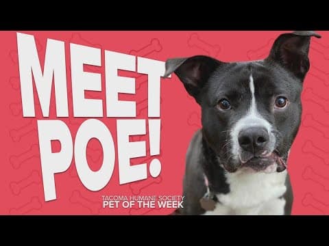 Pet Rescue of the Week: Poe