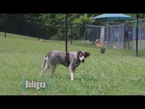 Tailwaggers: Meet Bologna