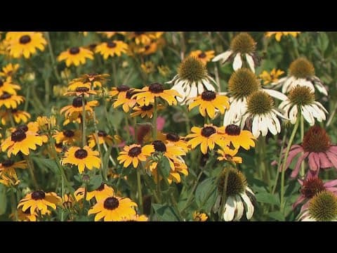 Residents rally against proposed Blendon Township landscape rules