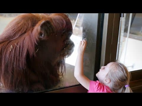 Indianapolis Zoo's orangutan exhibit nominated for 'Best Zoo Exhibit' competition