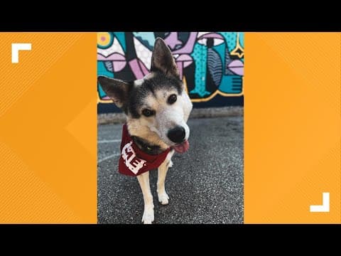 Pets of the Week 9-14-2024