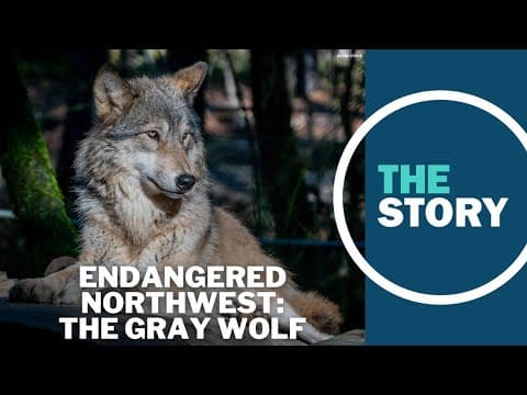 Do Oregon's gray wolves represent an Endangered Species Act success story?
