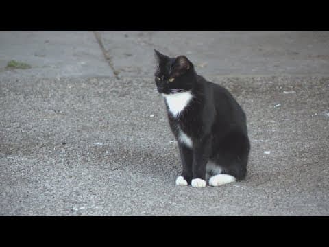 Indianapolis Animal Care Services pauses intakes after dog unexpectedly dies