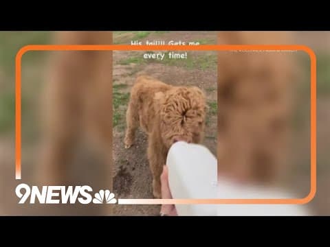 Book cuddles with Kevin the Highland cow for a good cause