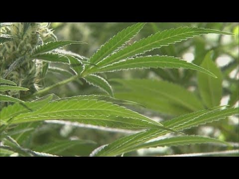 Texas bill would ban the sale of all forms of THC
