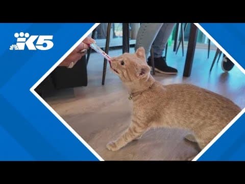 Kitten recovers after Rowena fire