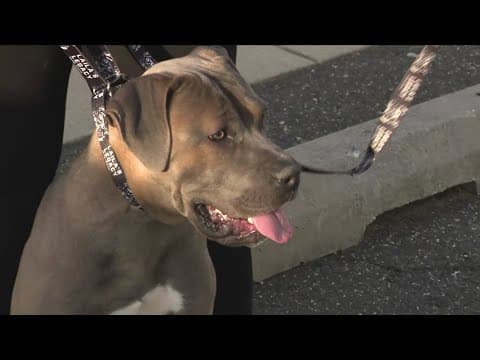 Animal rescue group working to save 8 dogs from being put down at the Prince George's County Animal