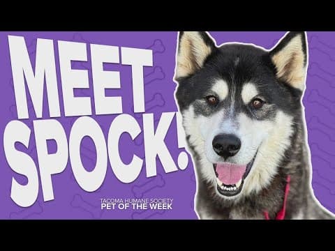 Pet Rescue of the Week: Spock