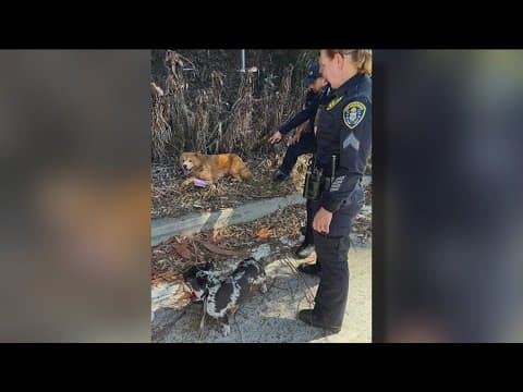 Good Samaritans rescue dog from 163 freeway