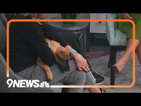 Looking to adopt a dog? Alaverdi is a sweet pup looking for a forever home