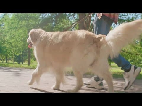 Tips to keep your pets safe in the summer heat