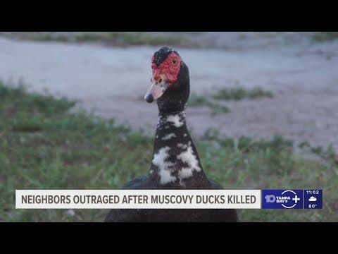 Neighbors outraged after they say driver ran over ducks on purpose