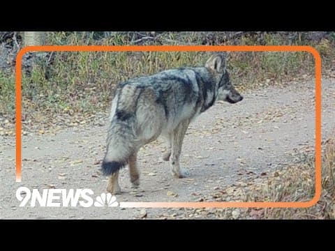 CPW meets for the first time since the partial capture of Copper Creek pack