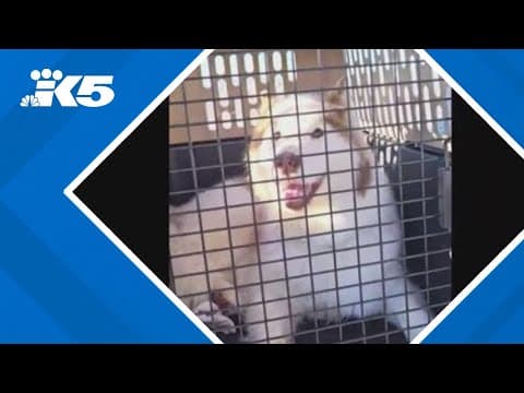 More California dogs and cats arrive at Seattle Humane