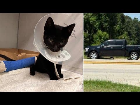 Houston-area woman arrested after running over kitten she'd just dumped, Pct. 1 constable says
