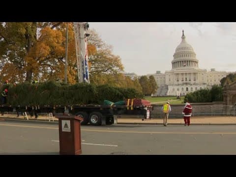 WATCH: US Capitol Christmas tree arrives on Capitol Hill