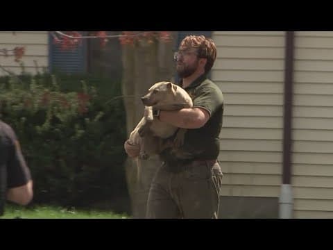Authorities remove 40 dogs from Delaware County property