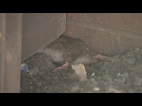 Apartment management promising improvements after rat problem