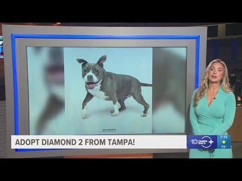 Diamond 2 from Hillsborough looking for fur-ever home