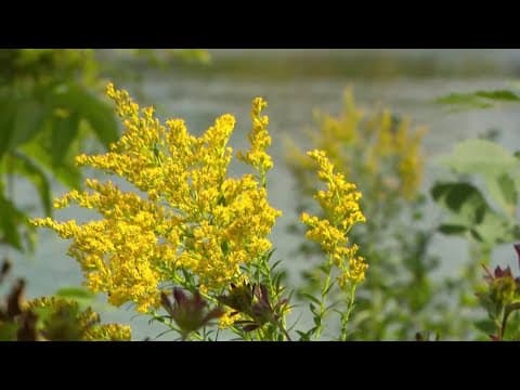 It's the first day of Fall: Here are some tips on how to deal with your allergies!