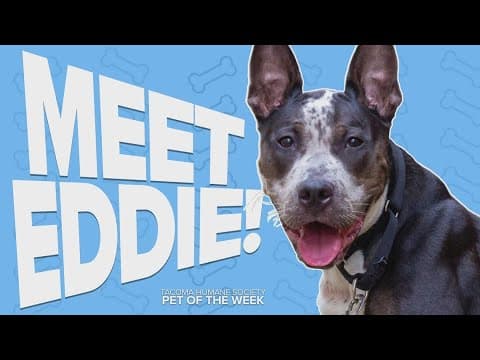 Pet Rescue of the Week: Eddie