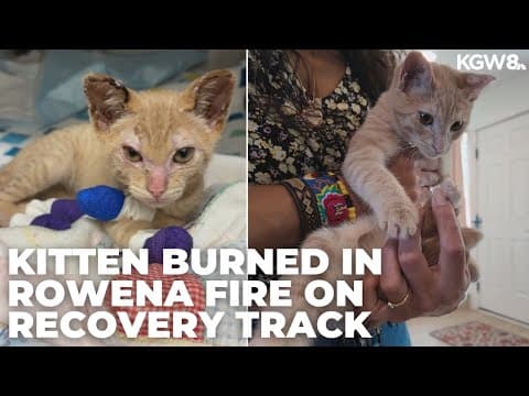 Badly burned kitten in Rowena Fire saved by KGW crew sees full recovery