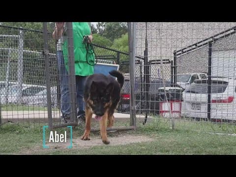Tailwaggers: Meet Abel