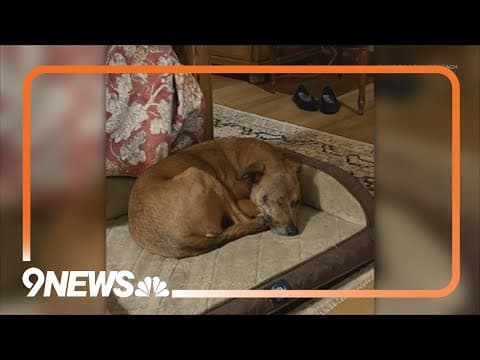 CPW warns of mountain lions in Summit County after responding to several attacks