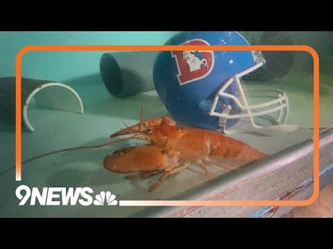 Rare orange lobster now at Denver Aquarium after being rescued from Colorado restaurant