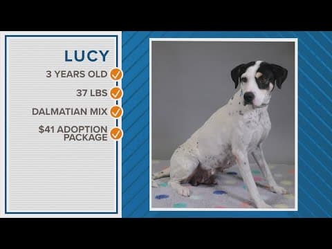 Lucy the Dalmatian is available for adoption in Houston