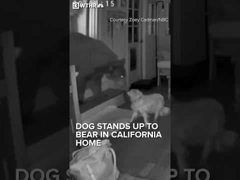 Dog stands up to bear in California home