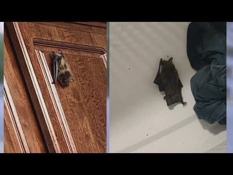 'Mold, mildew, bats!' | Neighbors at Heather Hills say they don't have working AC but they do have b