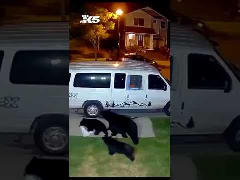 Bears make off with garbage bag outside Redmond home