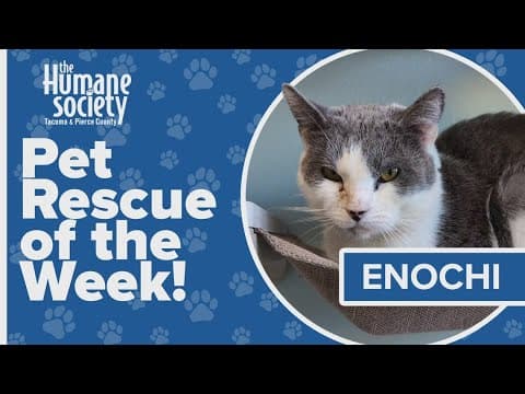 Pet Rescue of the Week: Enochi