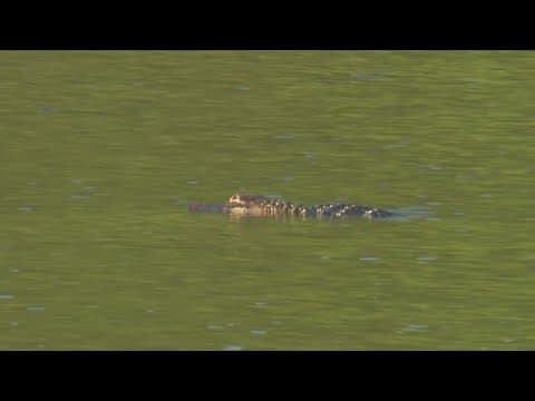 Popular swimming spots at Huntsville State Park closed to the public after alligator sightings