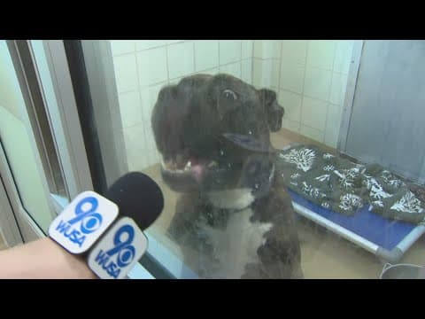 AC restored, animal fostering surges in Montgomery County during heat wave