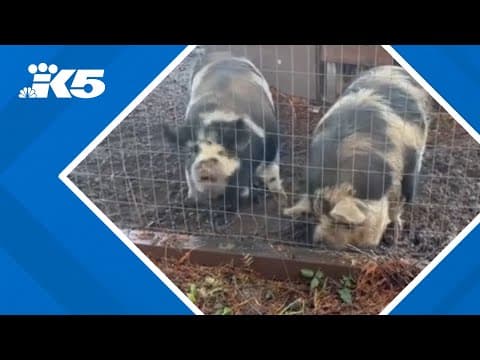 Pet pigs in Port Orchard wrongly killed, owners call for change and accountability