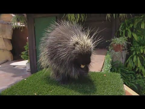 Zoo Day | Meet the North American porcupine
