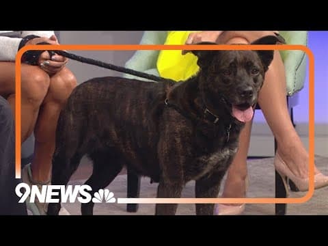 Dottie is a sweet dog looking for a forever home