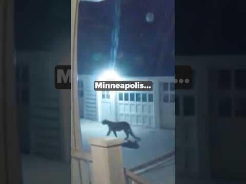 #3things this week from #kare11 #sunrisers: Cougars, Vikings, and snow (oh my!).