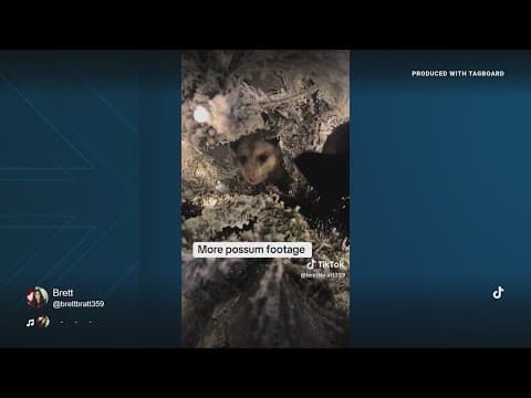 Woman finds possum hiding in her Christmas tree