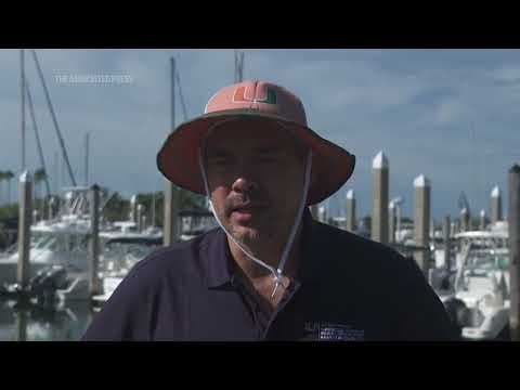 Scientists transplant crossbred corals to help save Miami's reefs from climate change